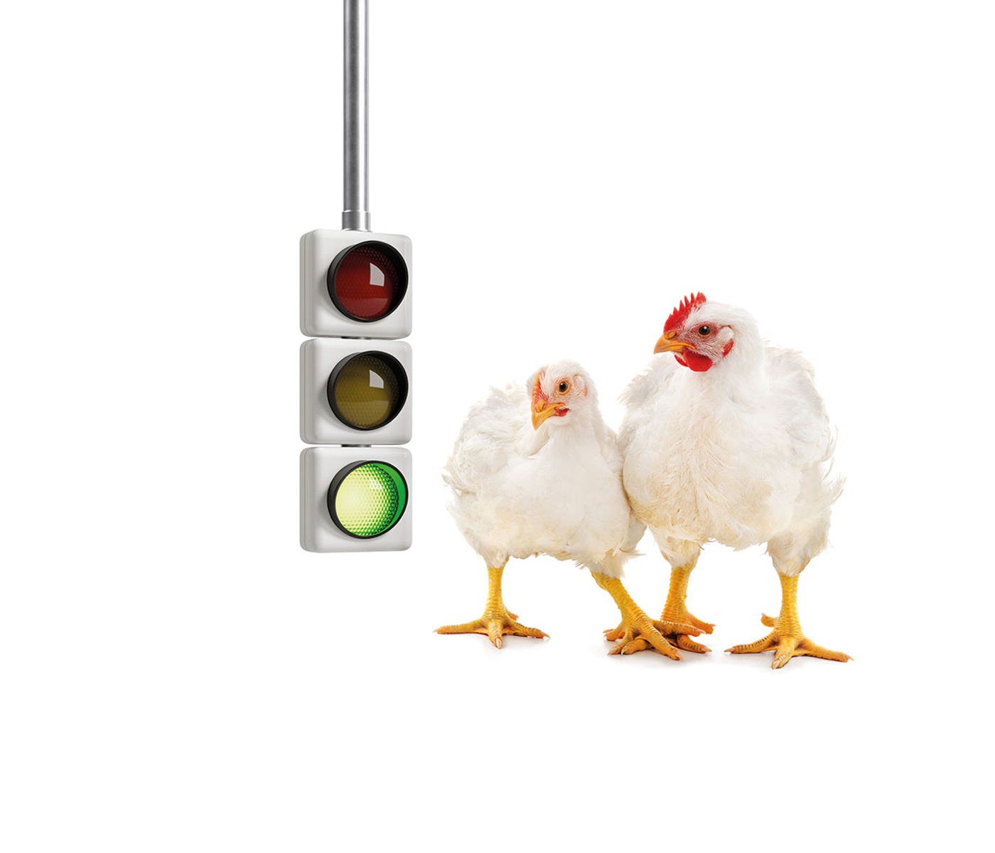 Evonik presenta ScreenFloX®: control digital para la salud de sus pollos de engorde