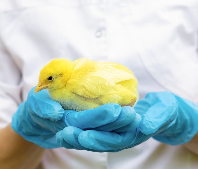 productores argentinos campaña contra Influenza aviar