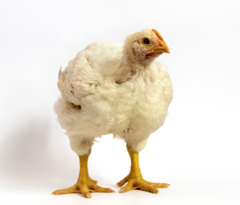 Perú Pollo vivo comercializado no exonerado del IGV