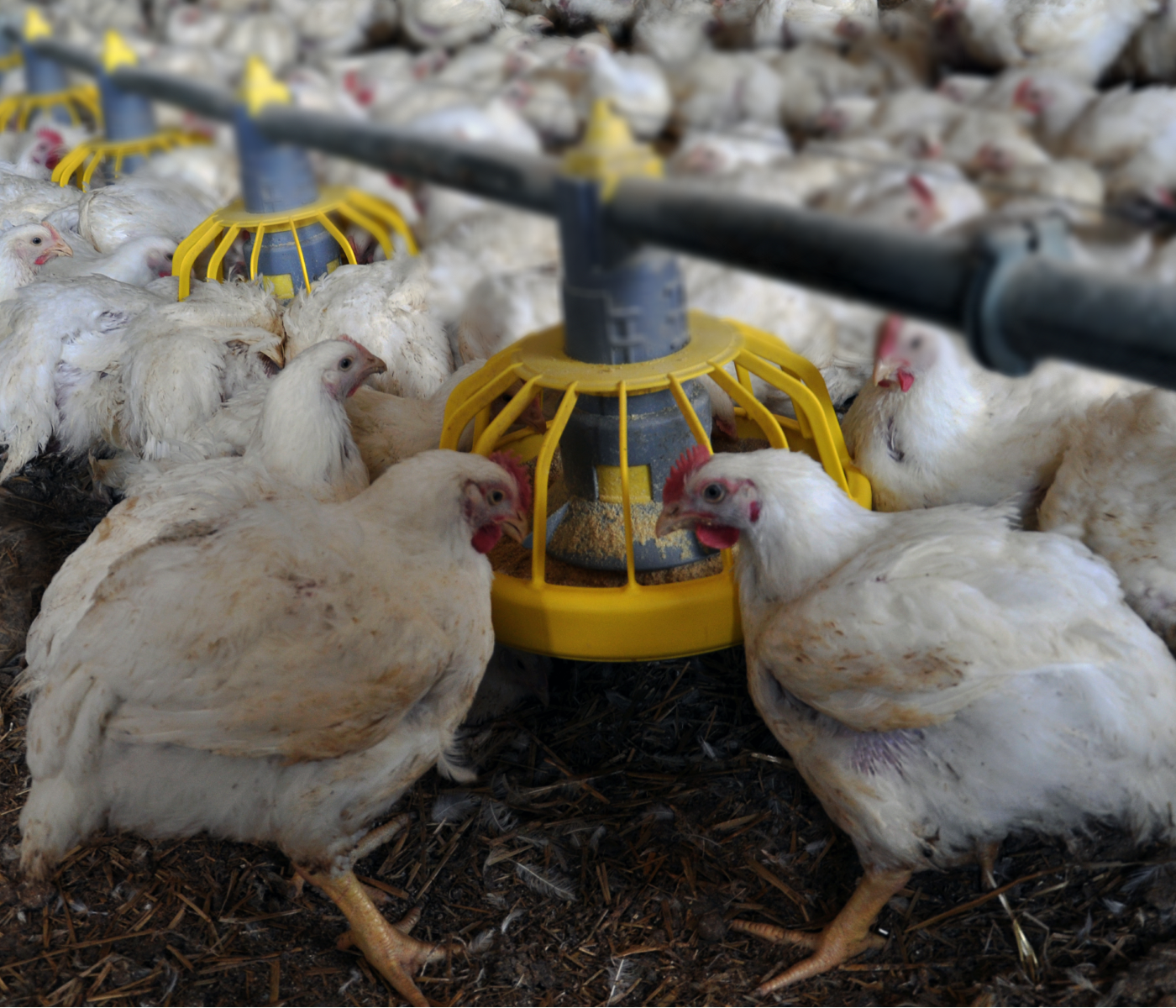 Industria avícola uruguaya: Prevé incrementar producción de carne de ave en más del 60%