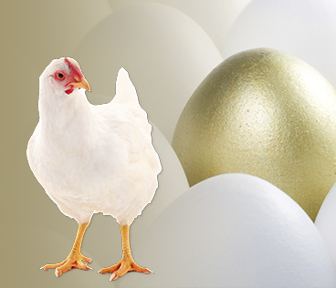 Recría: «El comienzo correcto» para una excelente producción de huevos