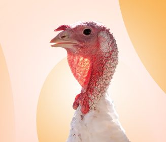 Iamgen Revista Key points in the broiler turkey hatchery process