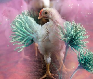 Micotoxinas, la amenaza invisible para la producción avícola