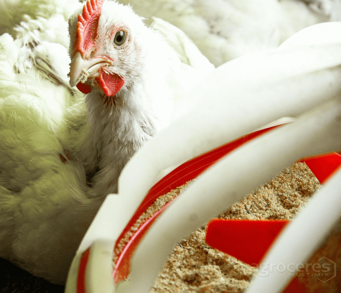 Substituição a antibióticos na produção avícola exige eficácia na combinação de aditivos