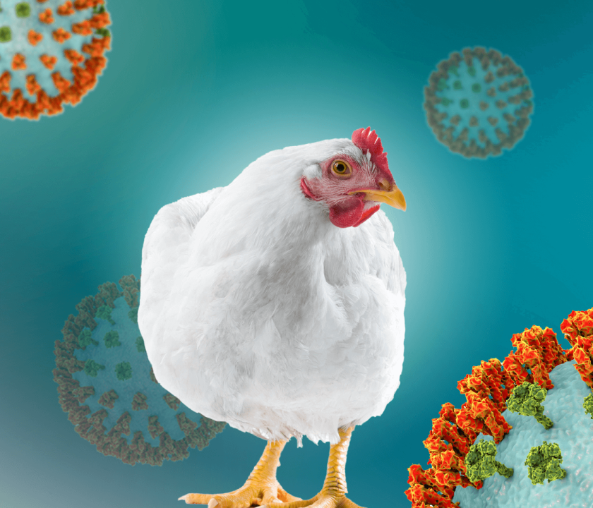avanço da influenza aviária