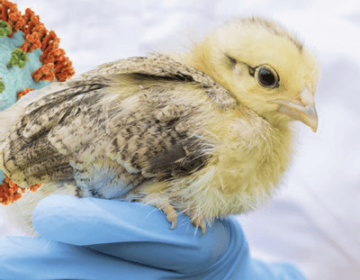 avanço da influenza aviária