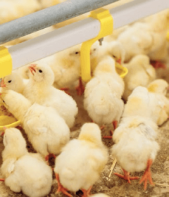 compromisso da avicultura com a sustentabilidade