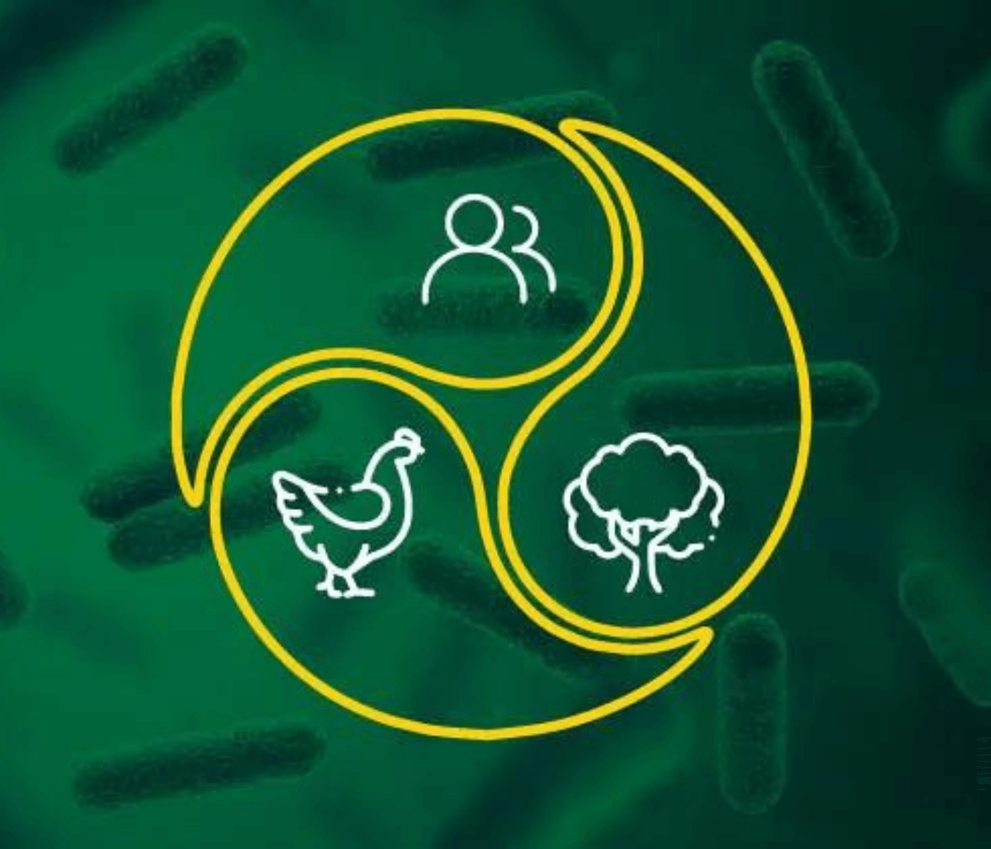 Uso racional de antimicrobianos na avicultura: como unir a ciência ao campo?