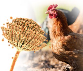 Iamgen Revista Residuos agrícolas como una alternativa para la descontaminación de las micotoxinas en la industria avícola. Parte II