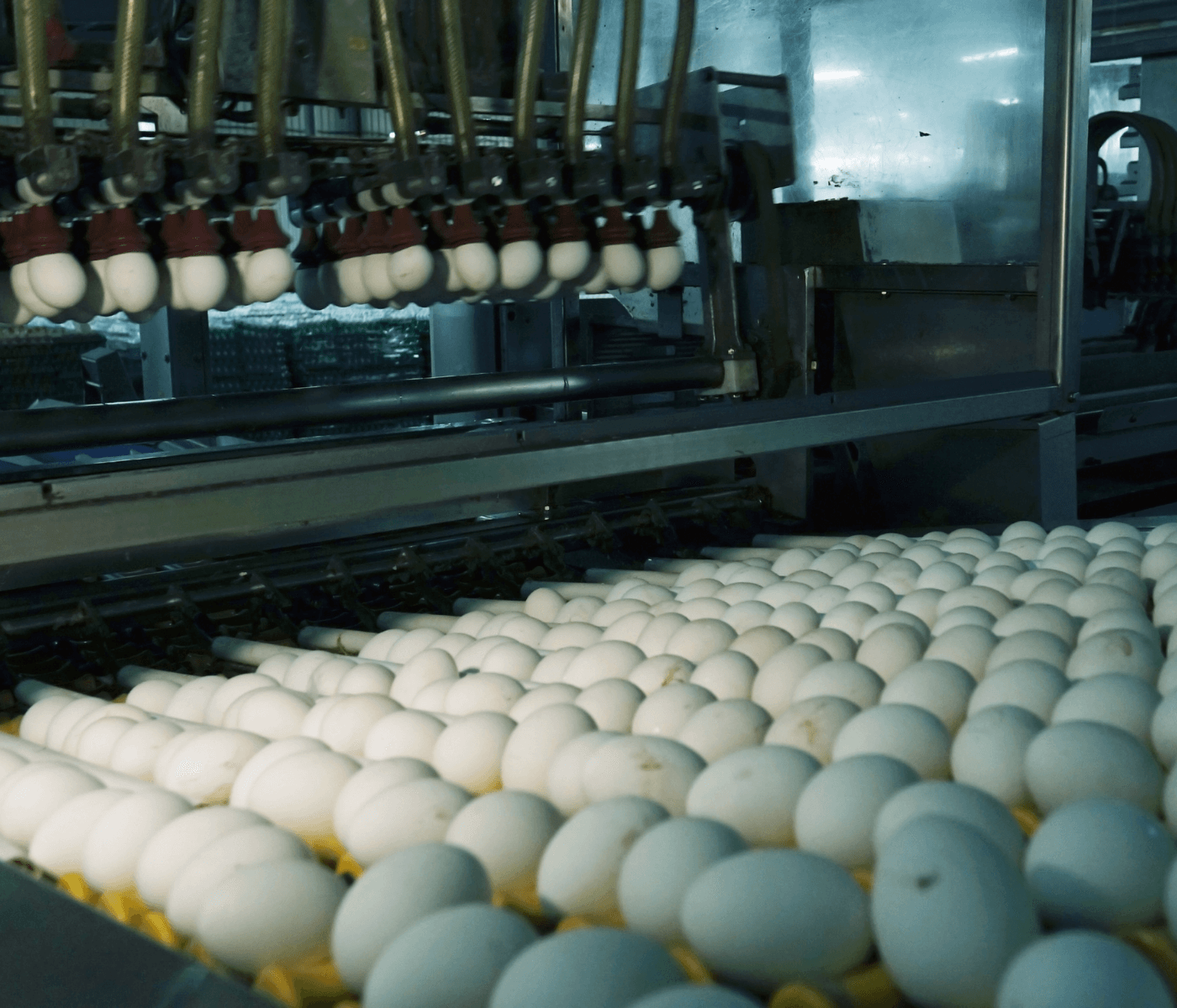 Exportações de ovos crescem 33,5% em maio
