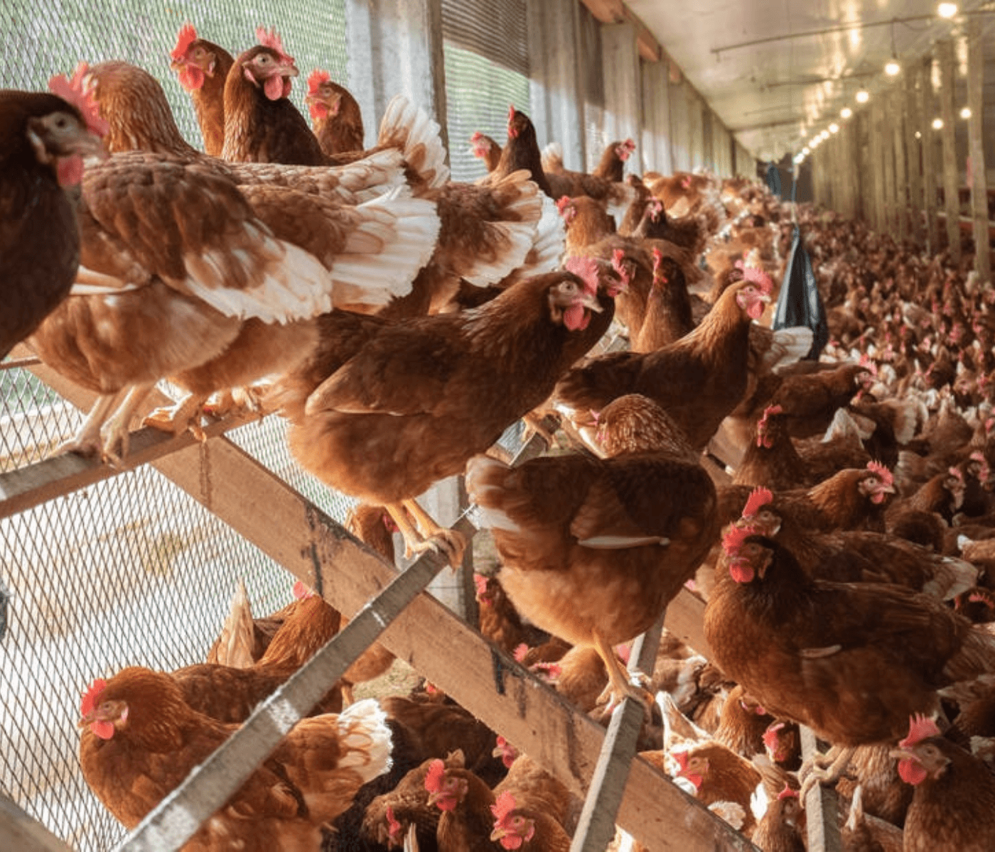 Granja Faria quer crescer 25% este ano com ovos especiais e aquisições