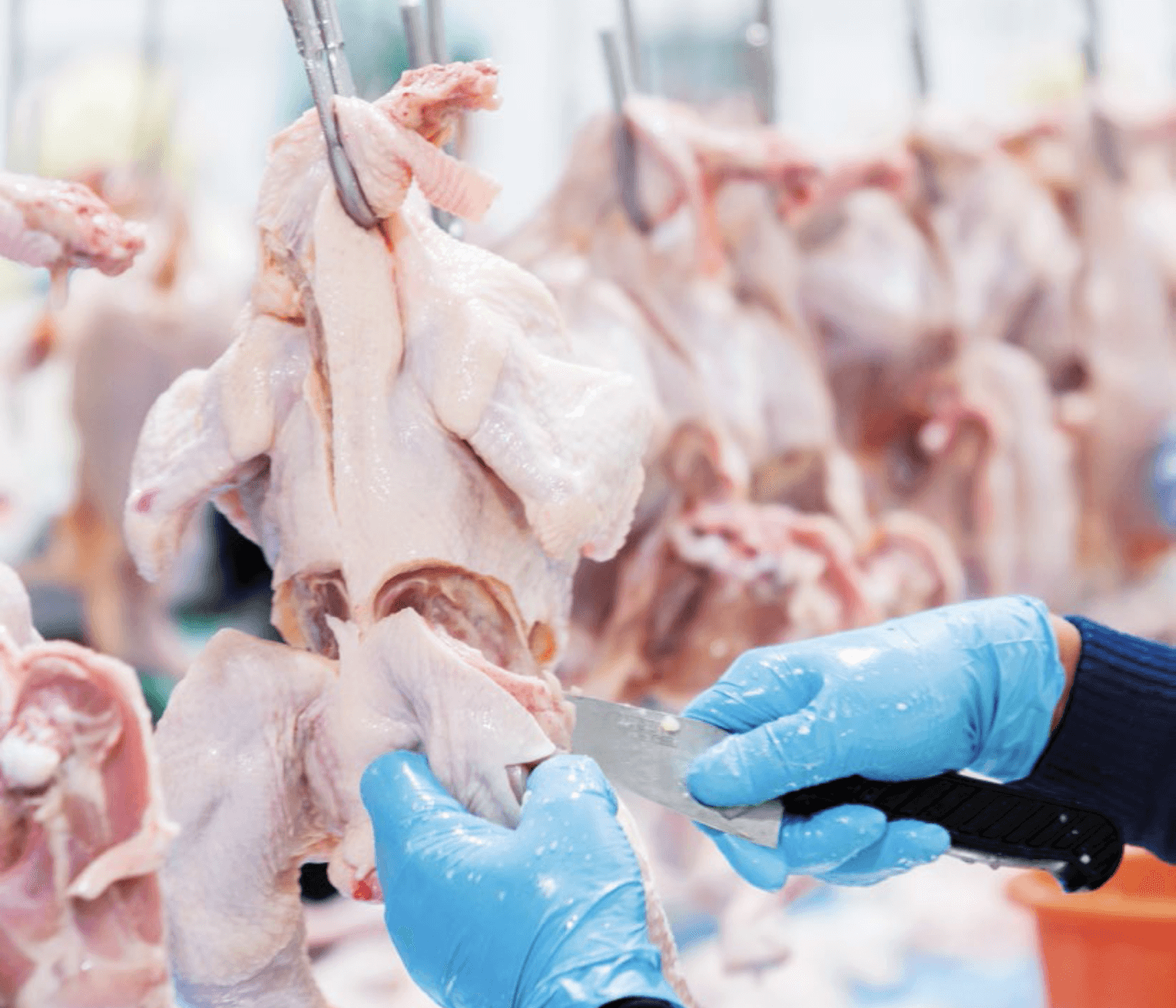 Impactos do manejo pré-abate, carregamento e transporte sobre a qualidade de carcaças de aves