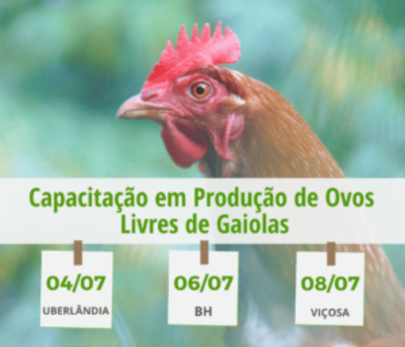 Capacitação em produção de ovos em sistemas alternativos é oferecida por Iniciativa