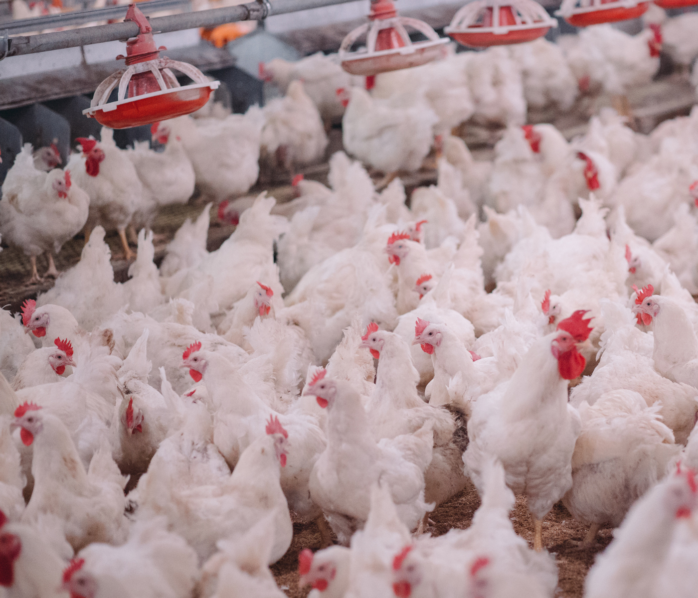 Malaysian chicken breeders hit by the export ban