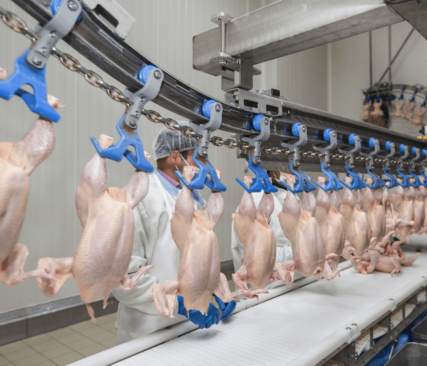 Na avicultura, prevenção é sinônimo de alimento seguro