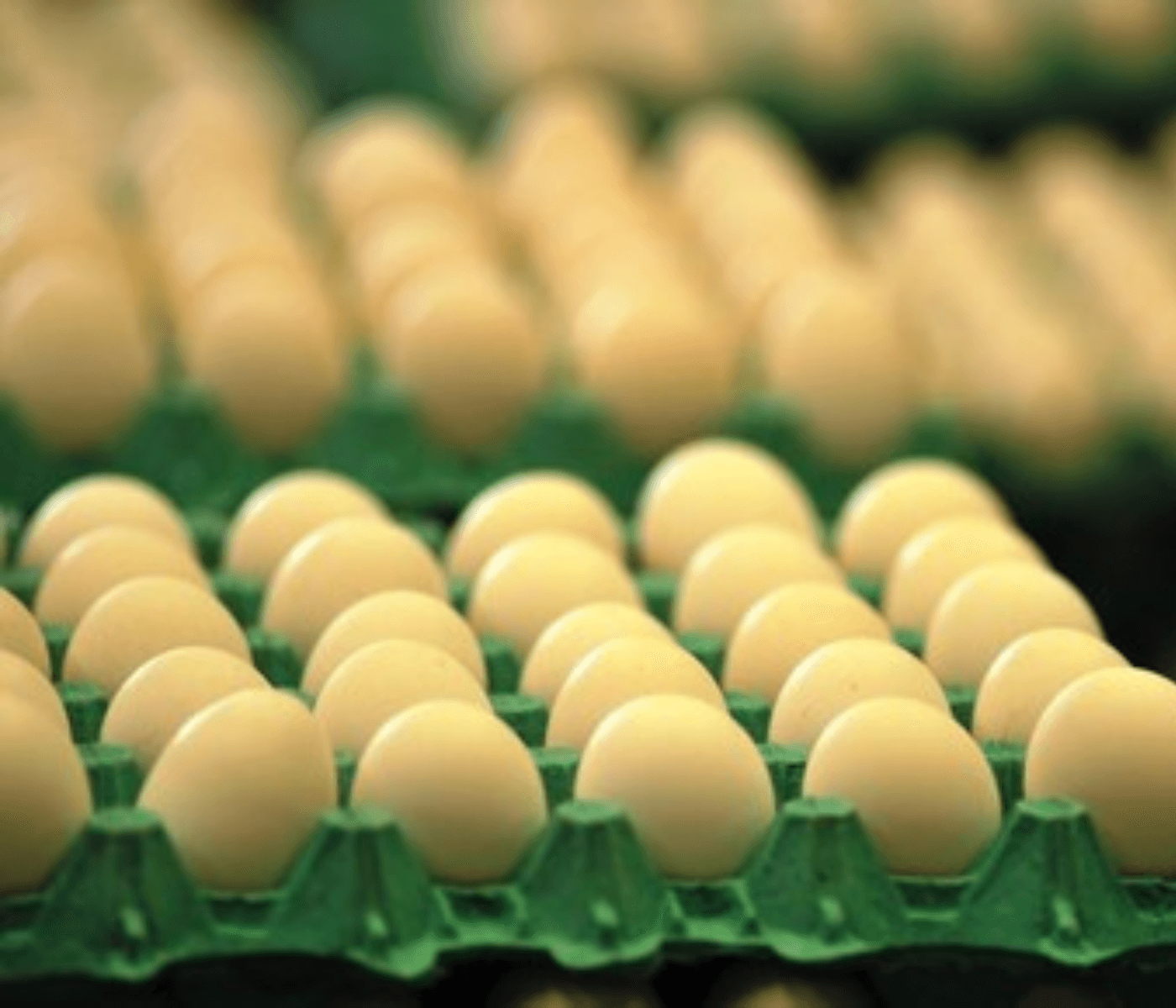 O segmento da Indústria e Produção de Ovos avança nas Exportações