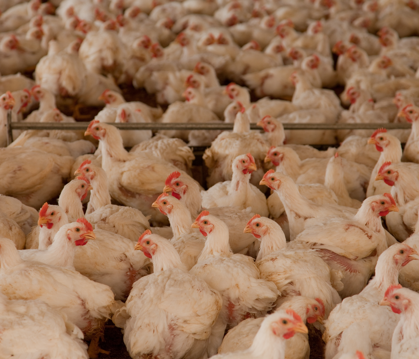 Avicultores ecuatorianos: Pérdidas del sector avícola ascienden a US$ 29,7 millones por paro nacional
