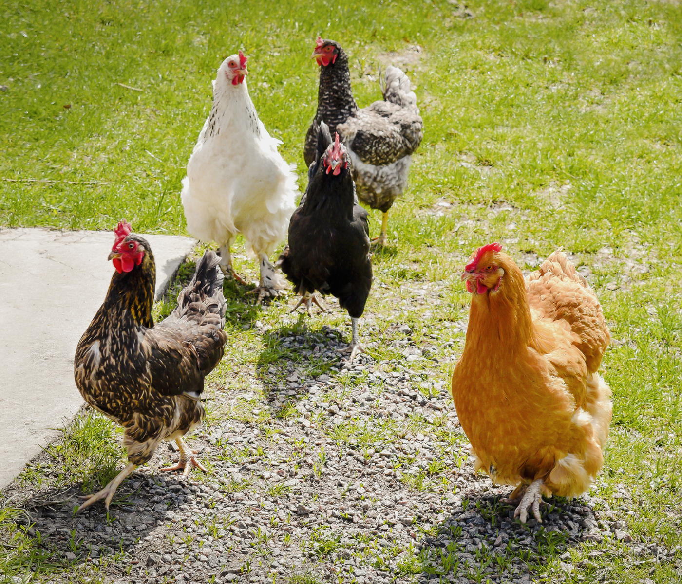 Backyard poultry could be causing Salmonella in the U.S.