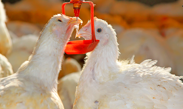 UPA alerta que puede haber desabastecimiento de pollo y de la grave situación del sector avícola