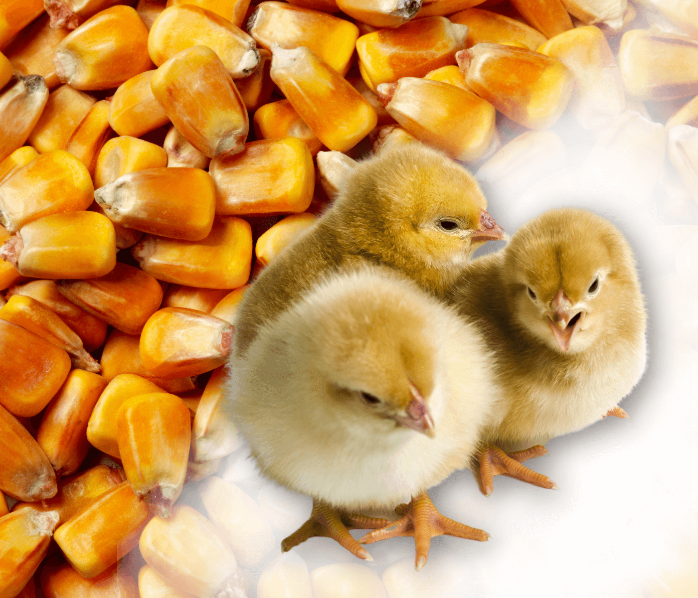 Alternativas de cereais para substituição parcial do milho na ração de aves