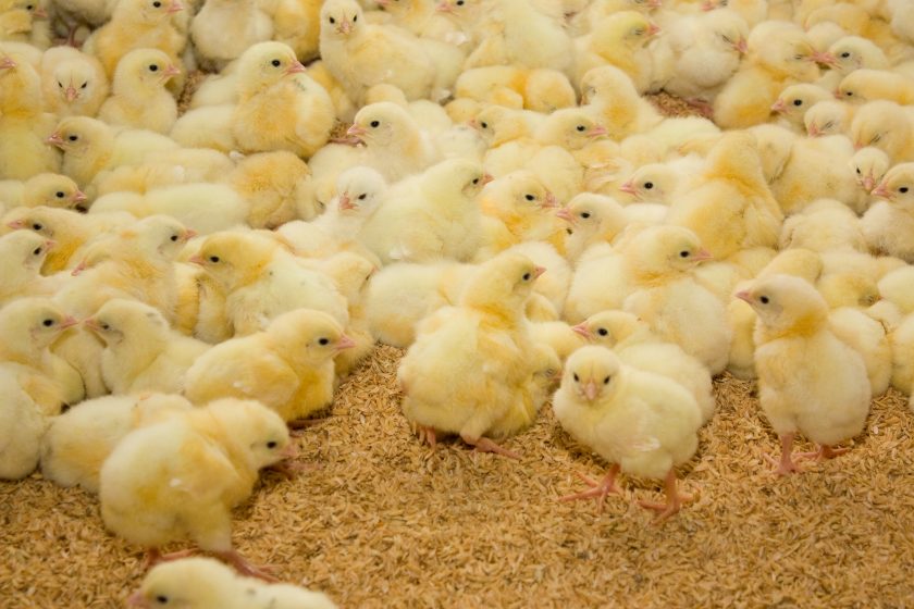 gripe aviar de alta patogenicidad