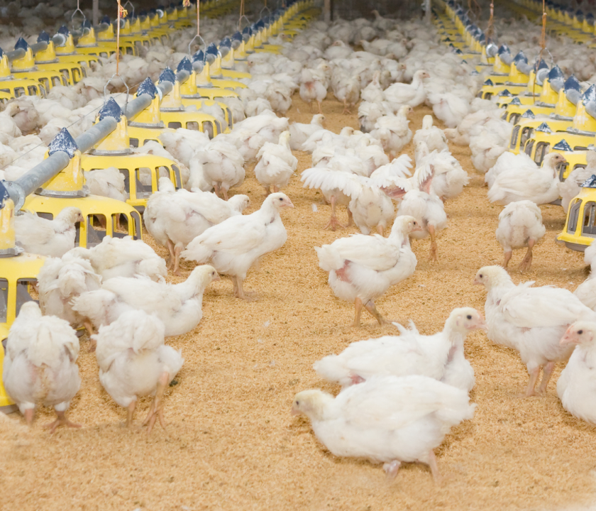 falso mito hormonas pollos de engorde