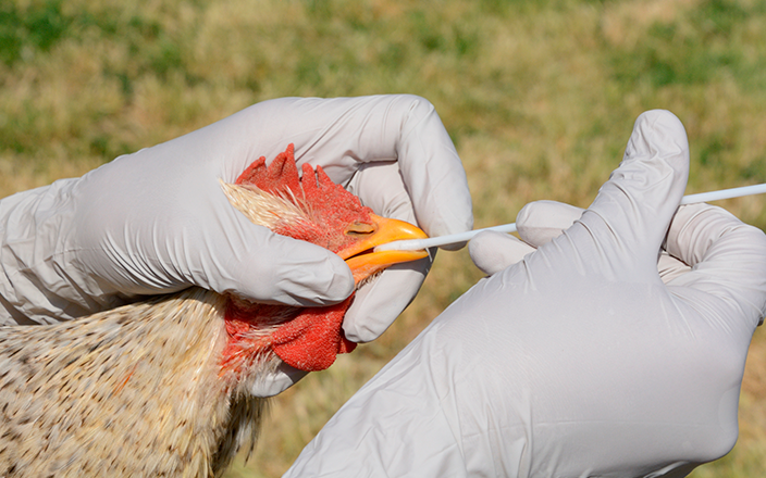 La presencia de gripe aviar continua