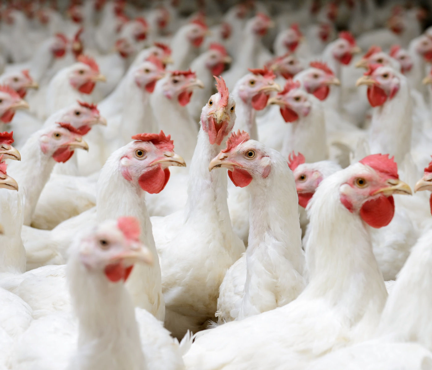 Indonesia looks to export chickens to shortage-hit Singapore