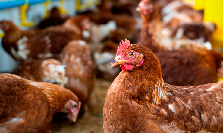 La junta de Andalucía pide  aislar a cada especie del zoo y extremar medidas de bioseguridad por Gripe Aviar