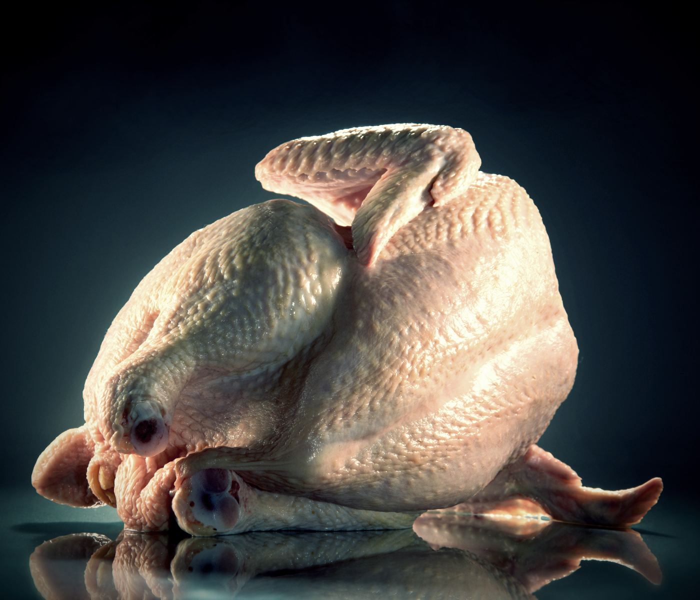 ¿Qué puede hacer la nutrición por la calidad de la canal del pollo?