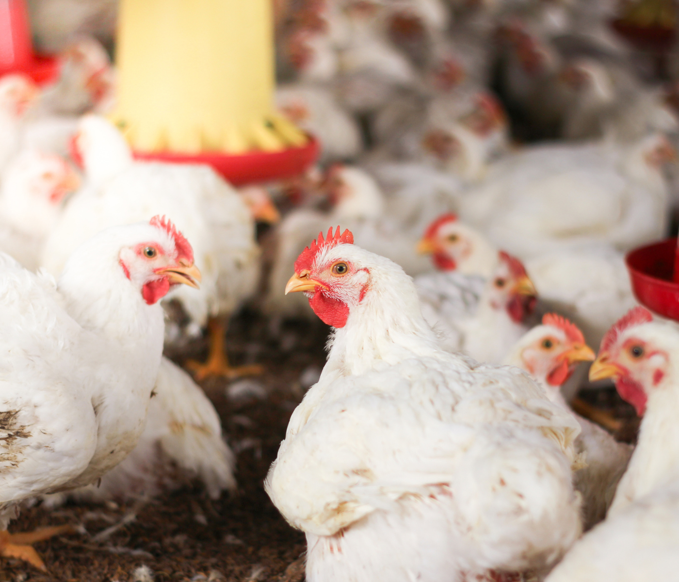 The poultry industry is growing fast in Pakistan