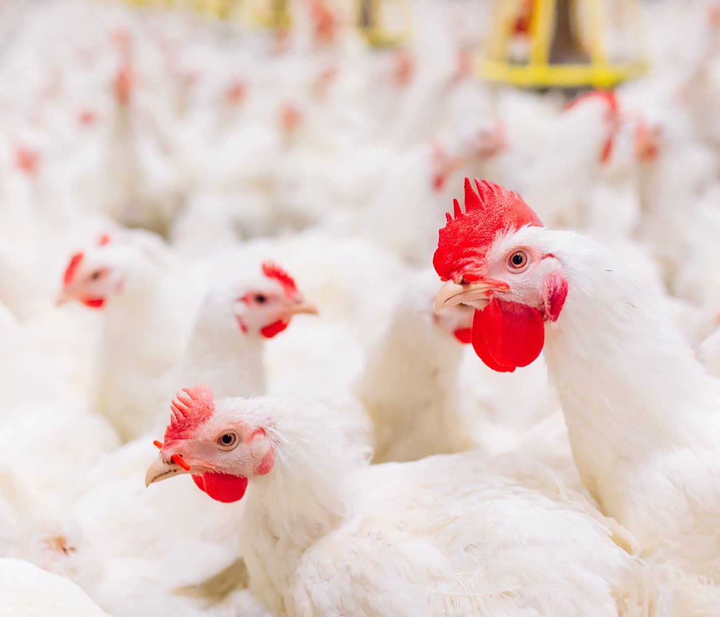 Ventajas competitivas del sector avícola argentino: Libre Influenza Aviar y Newcastle