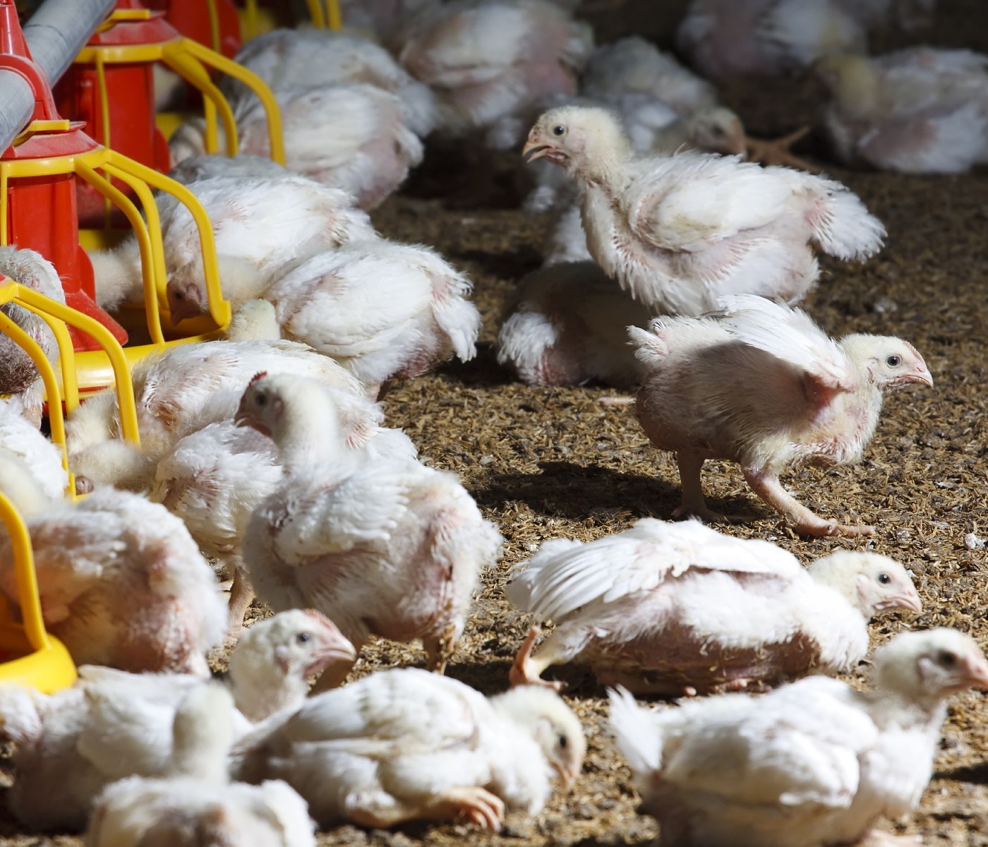 Sector avícola ecuatoriano : Solicita autorización para importar materias primas para el alimento balanceado