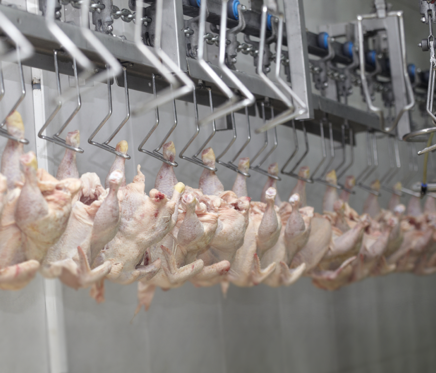 Brasil: Exportaciones de pollo crecen 8% en volumen y 36% en ingresos el primer semestre 2022