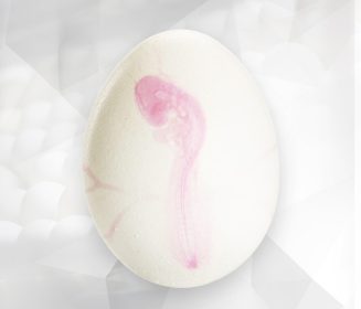 Diferença na Fisiologia Embrionária entre as linhagens de Matrizes pesadas