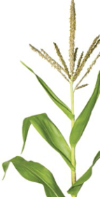 alternativas de cereais para substituição do milho parte dois