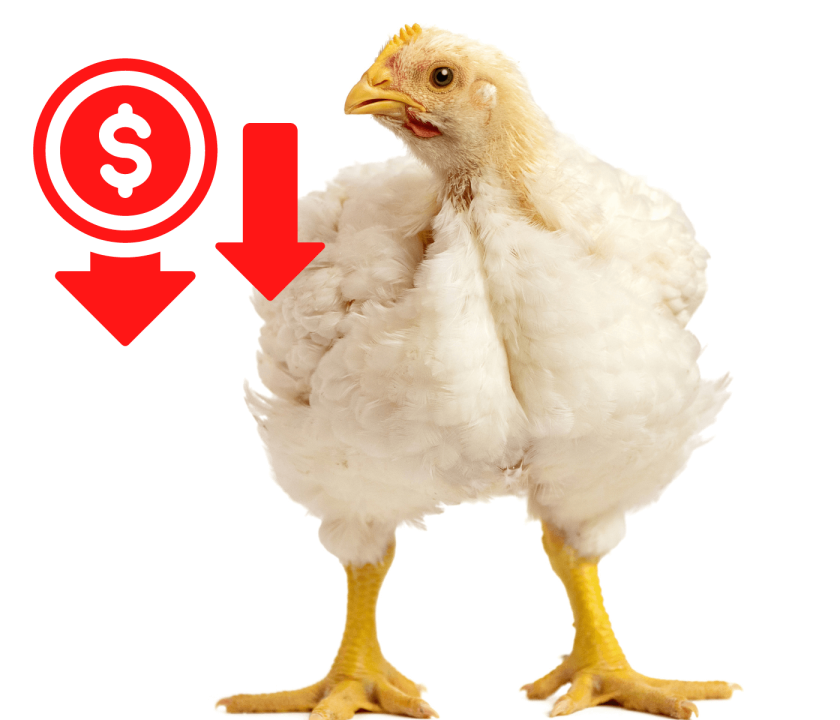 Custos de produção de frangos caem em junho