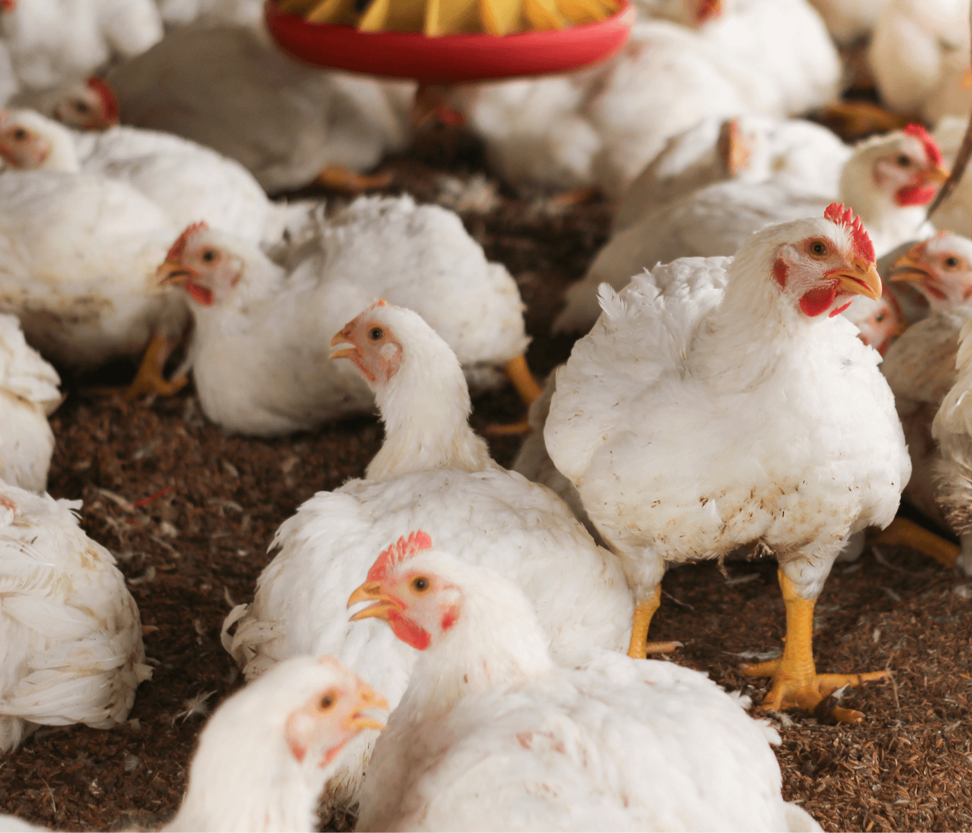 Oportunidades no mercado de aves