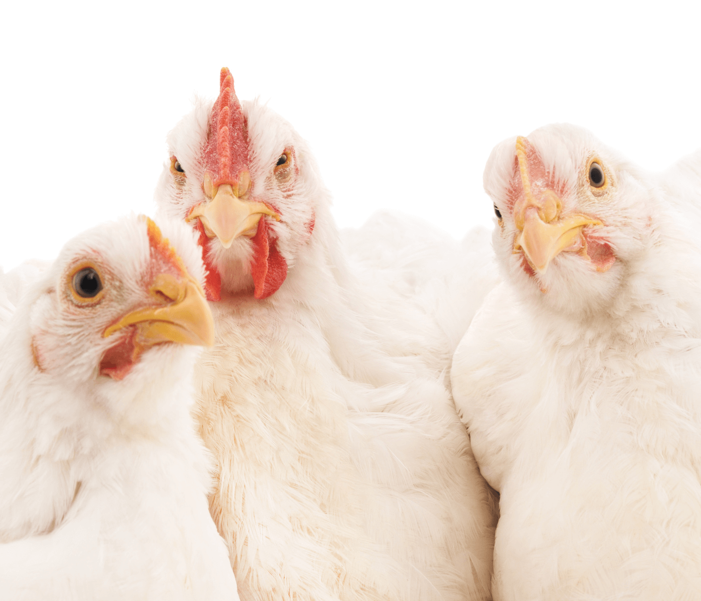 Preço do frango vivo cai em Santa Catarina