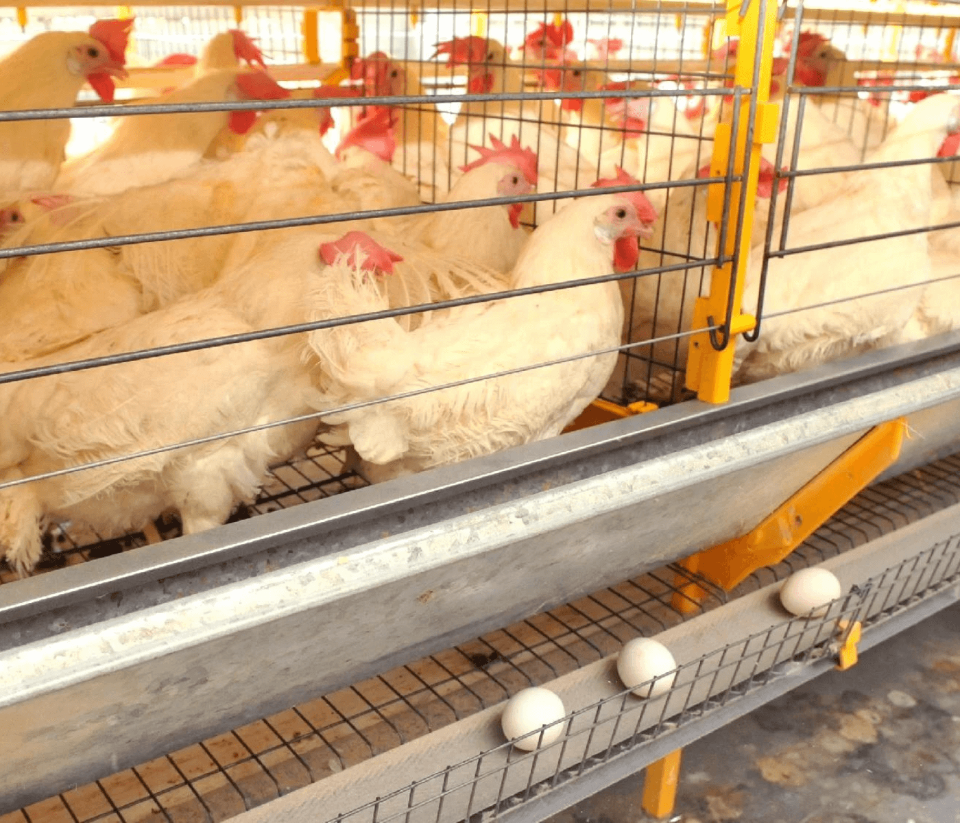 Preço dos ovos sobe em Junho e sustenta poder de compra frente ao milho