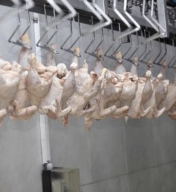 produção de frango com responsabilidade