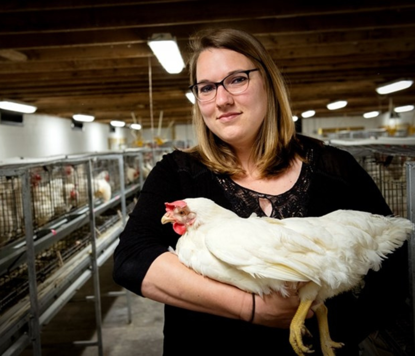 Researcher in search of a more water-efficient chicken