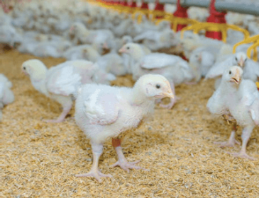 sustentabilidade nas propriedades avícolas