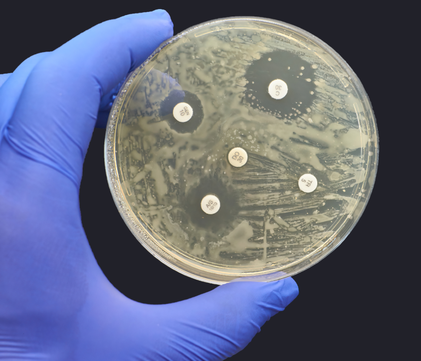 utilización de antimicrobianos producción animal disminuye