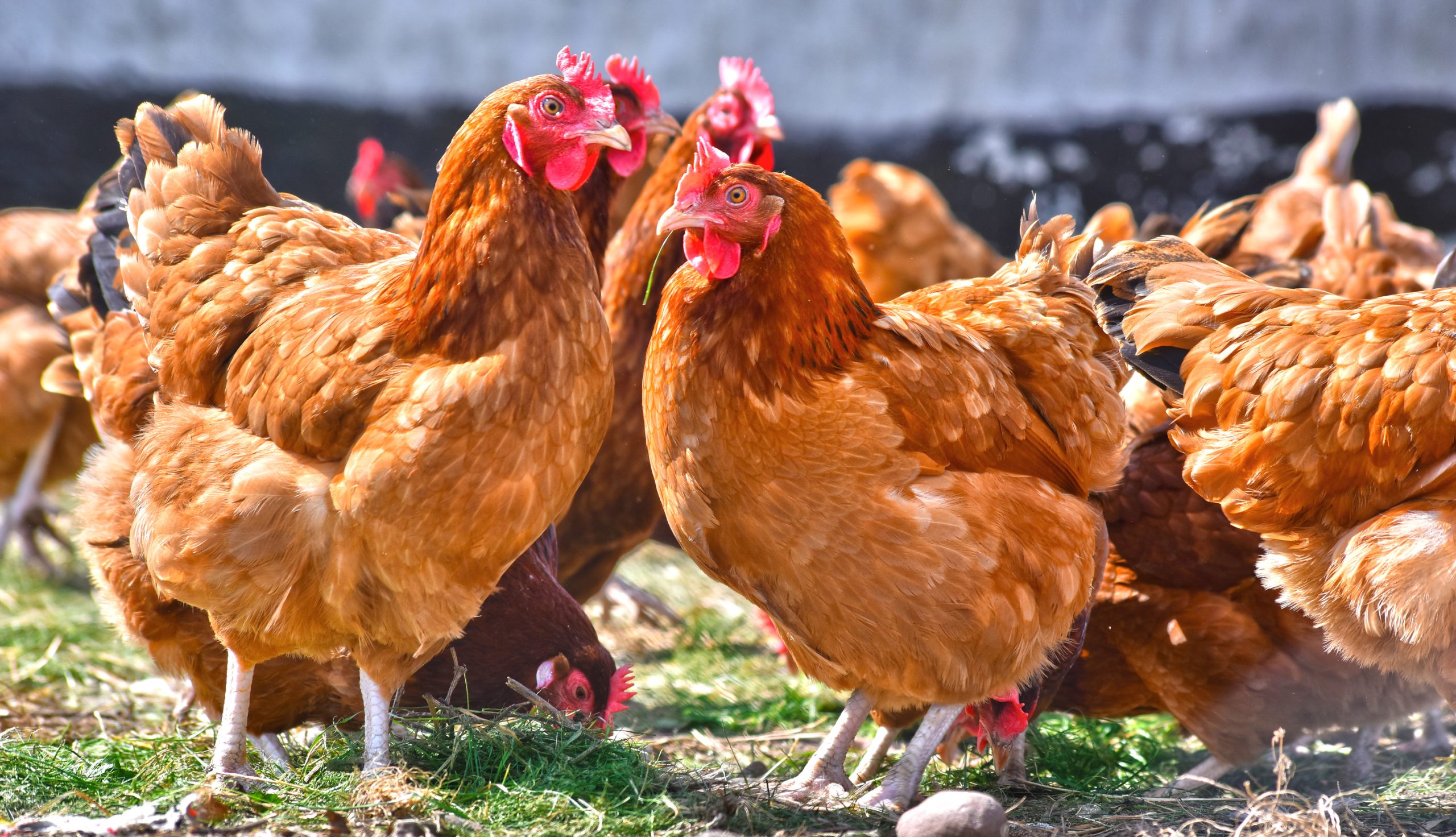 La Junta de Andalucía destina más de 7,5 millones de euros al pago de actuaciones e indemnizaciones por la gripe aviar