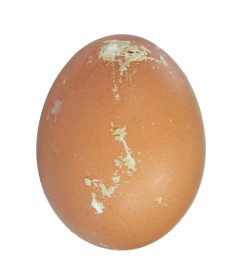 huevo antes de la incubación