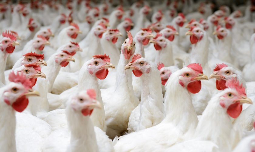 informe sobre la influenza aviar