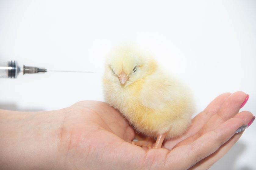 vacunación contra la gripe aviar