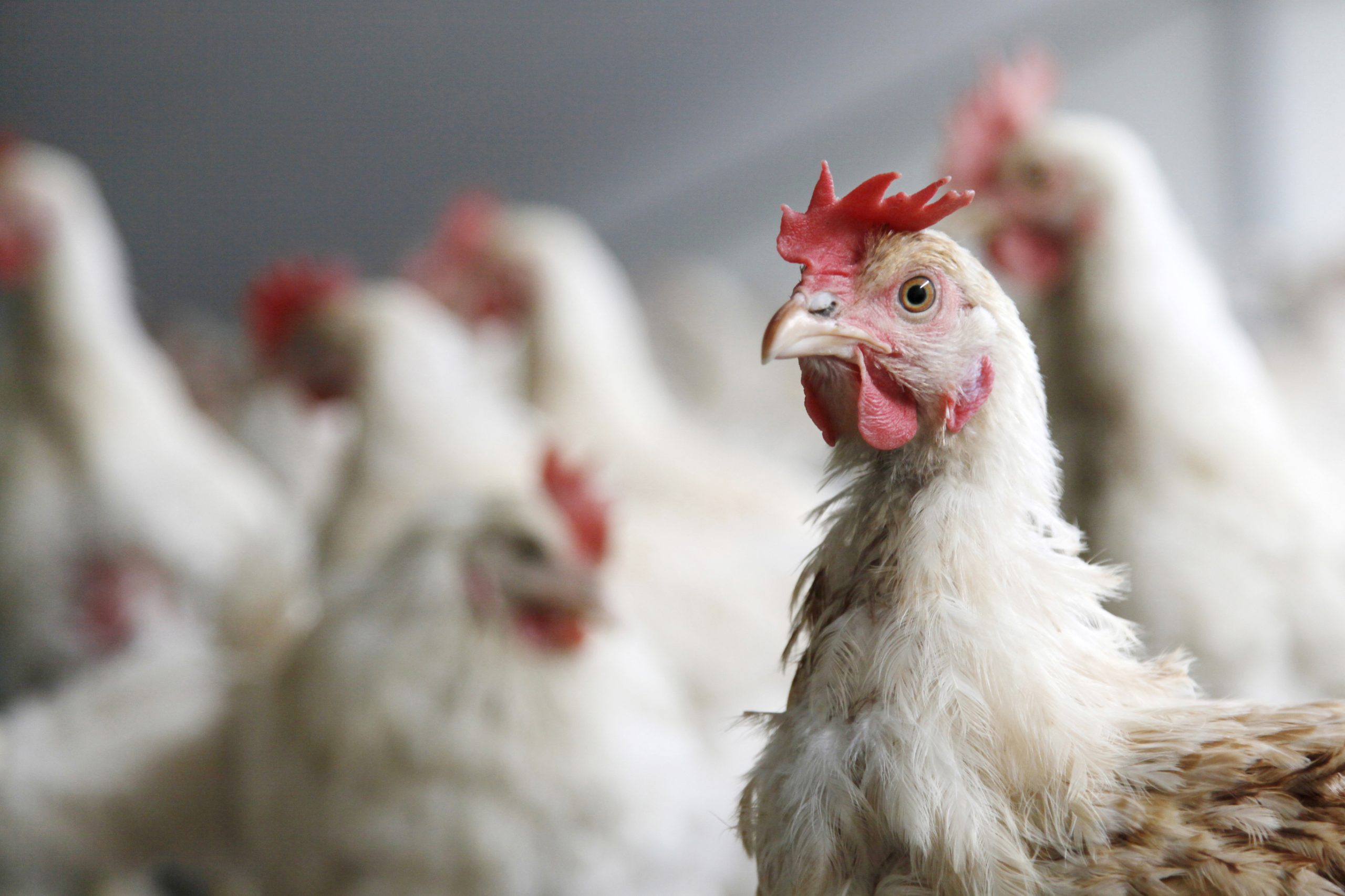 COAG: “la UE abre sus puertas al pollo de Marruecos y despluma a nuestros ganaderos”