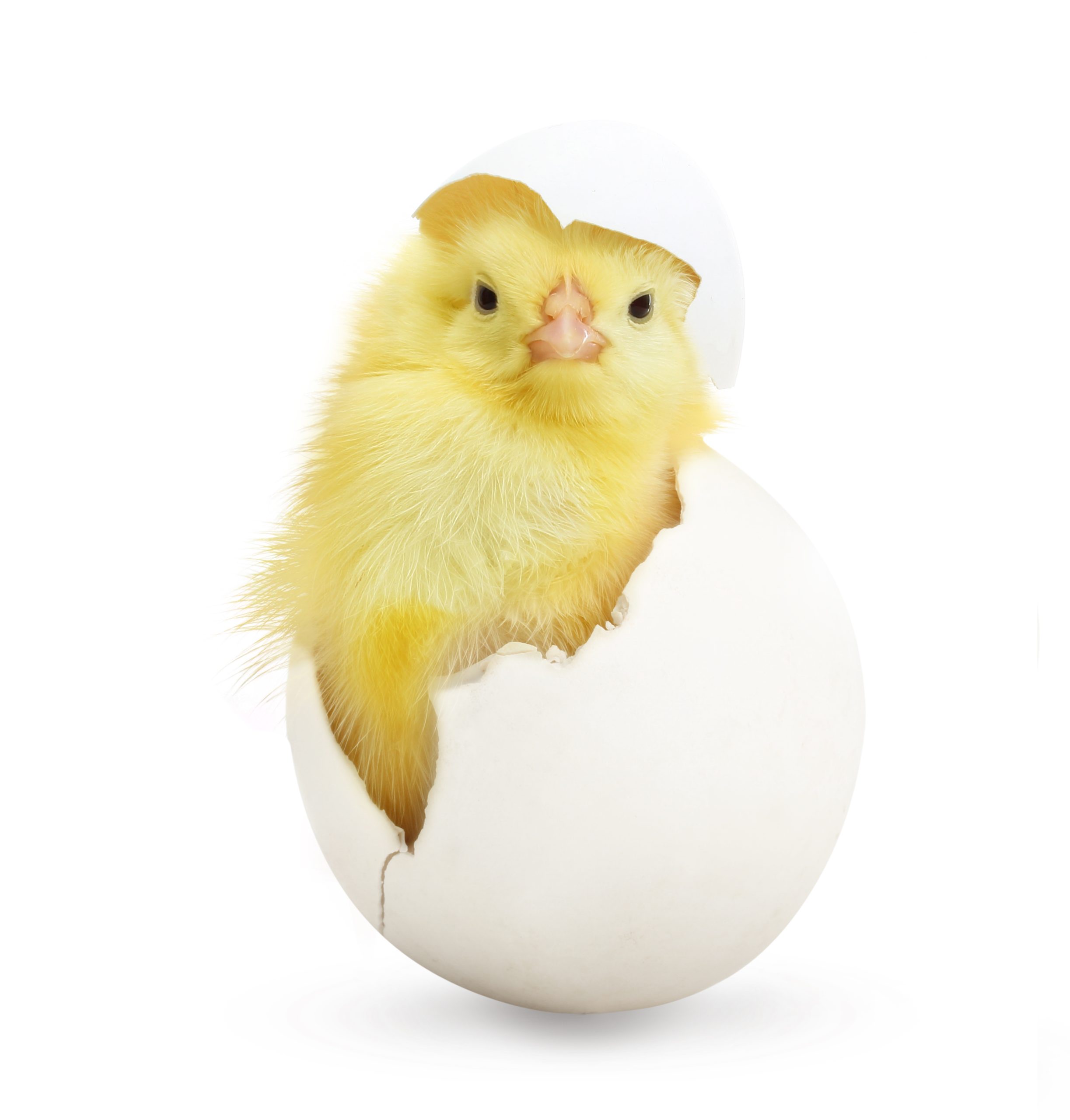 Manejo del huevo antes de la incubación